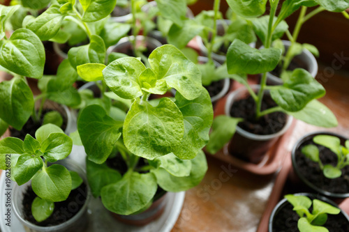 Pitunia seedlings in plastic flower pots on the window