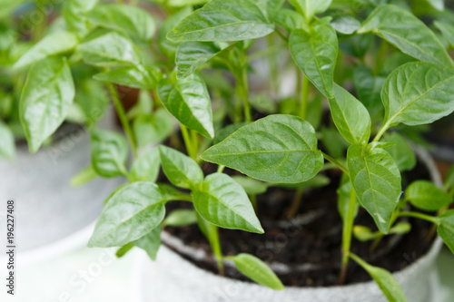 Wallpaper Mural Spring pepper seedlings on the window Torontodigital.ca