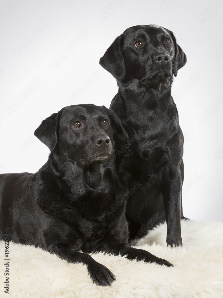 Two labradors in a studio. Team of two black labrador dogs.