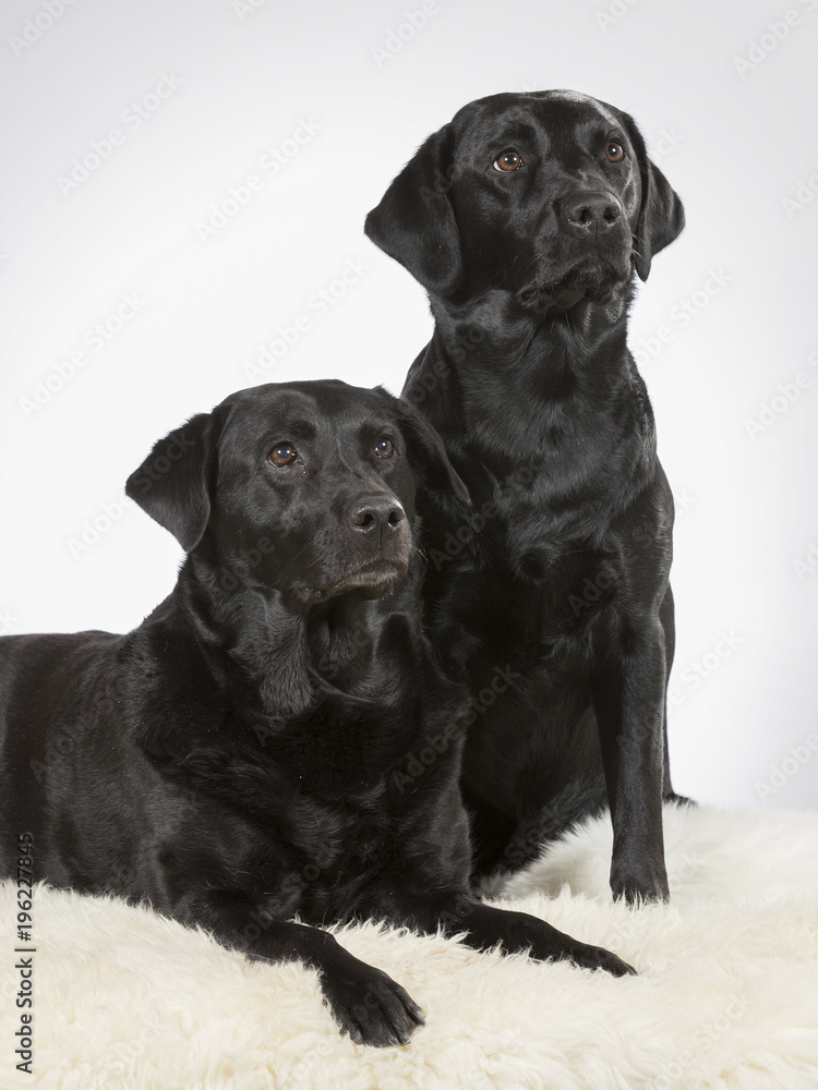 Two labradors in a studio. Team of two black labrador dogs. Two labradors in a studio. Team of two black labrador dogs.