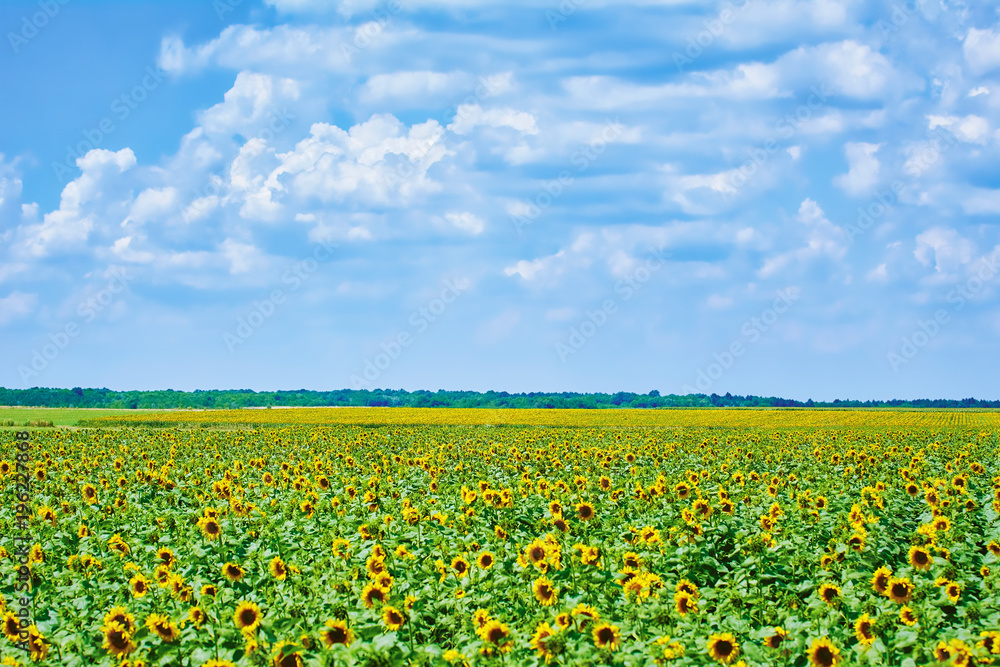 Sunflowers Field in Bulgaria