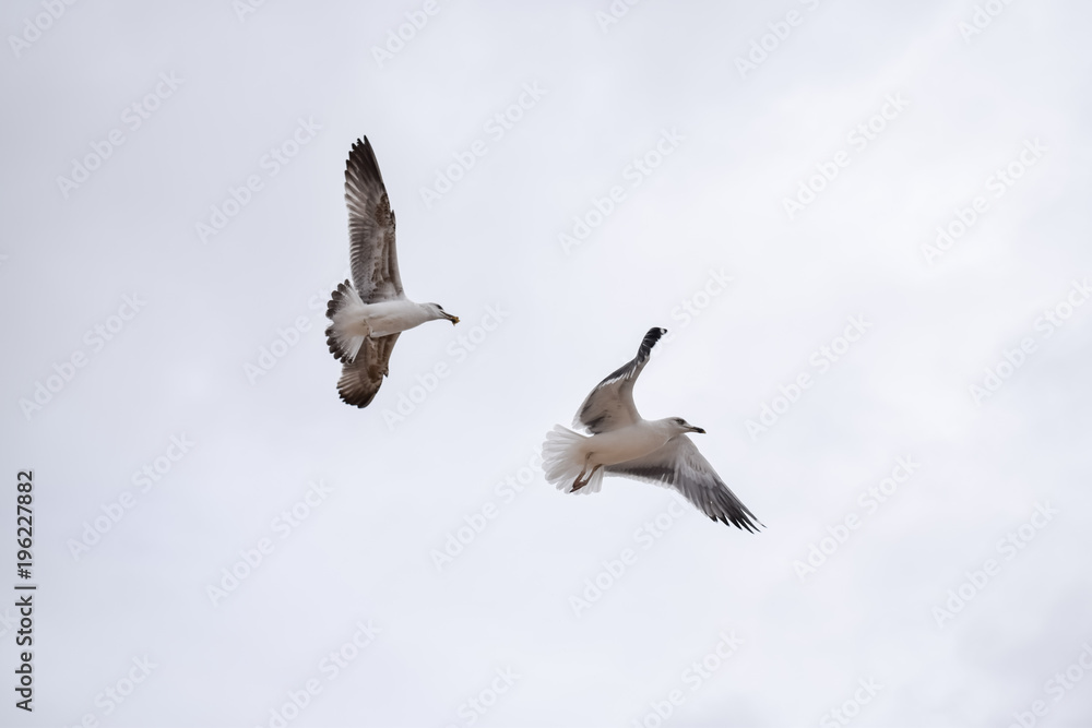 Seagulls flying at the beach in portugal 