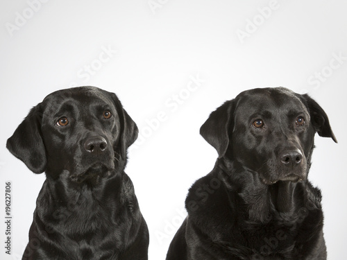 Two labradors in a studio. Team of two black labrador dogs.