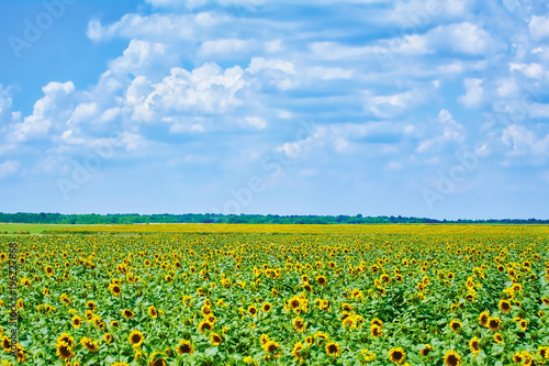 Sunflowers Field in Bulgaria © Sergej Razvodovskij