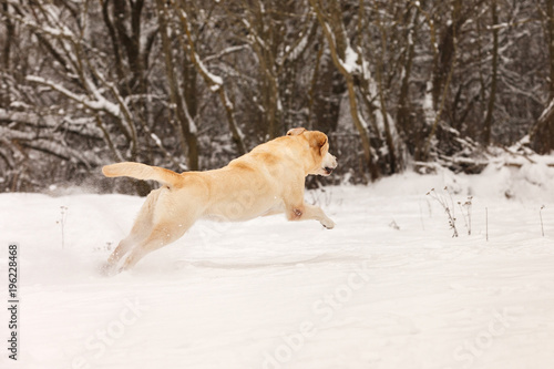 dog breed labrador retriever fun running through the snow