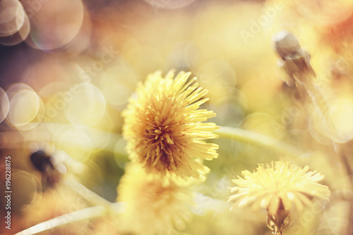Fototapeta Naklejka Na Ścianę i Meble -  Yellow flowers of a dandelion