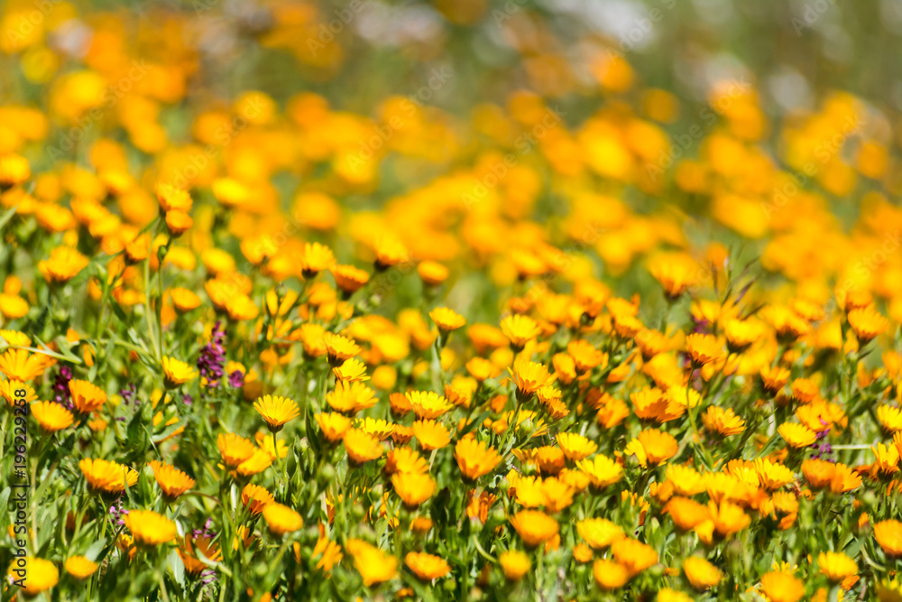 Horizontal View of A Meadow With Orange Flowers on Blur Background
