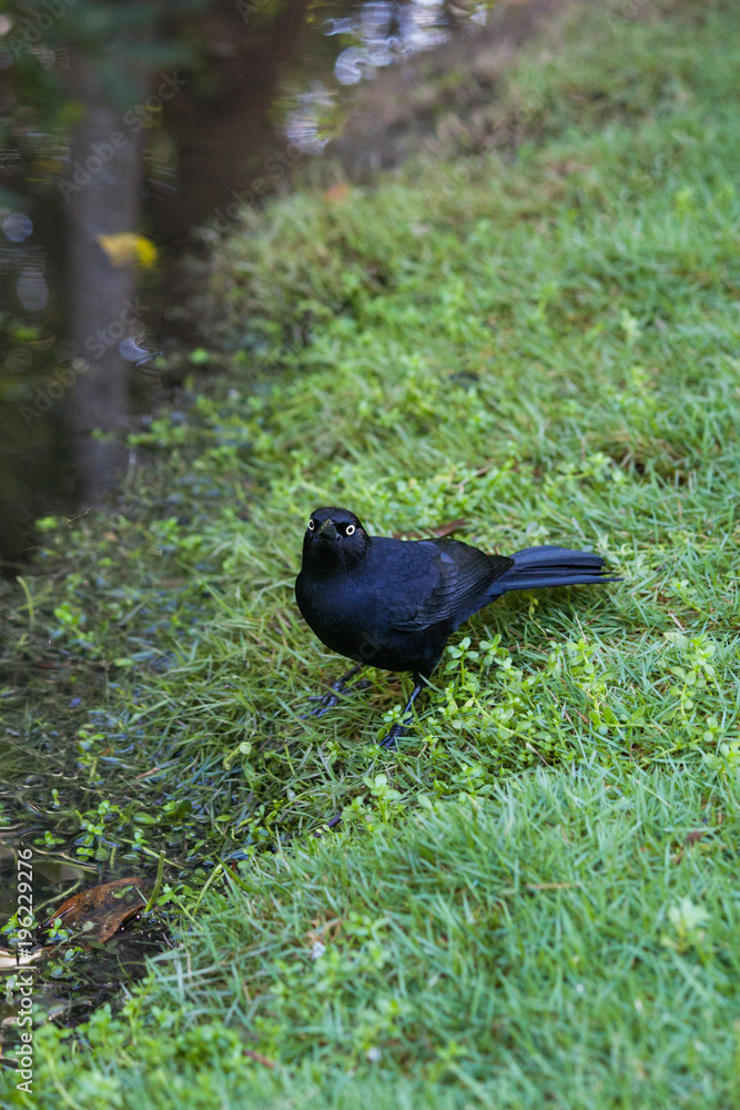 Obraz premium black little bird. Dominican Republic
