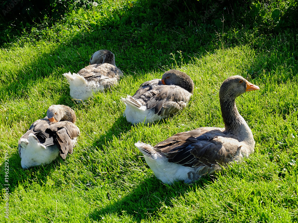 Four big grey geese sitting on the grass under sunlight cleaning feathers Four big grey geese sitting on the grass under sunlight cleaning feathers