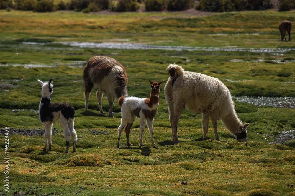 Fototapeta premium Llama's in Peru