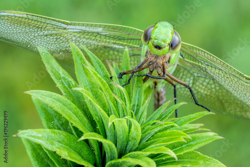 A close up of a green dragonfly resting on a plant