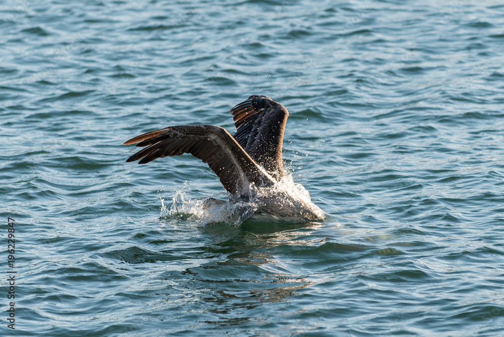 Fototapeta premium California Brown Pelican at San Diego Bay