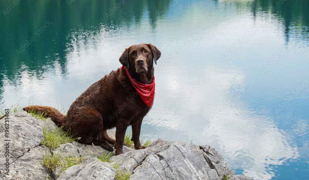brauner Labrador sitzt auf einem Stein am See