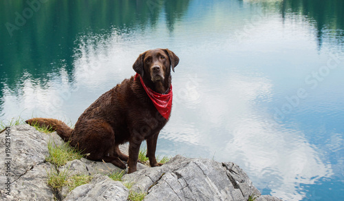 Obraz na płótnie brauner Labrador sitzt auf einem Stein am See w salonie