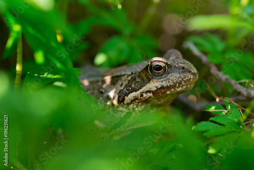Portrait of a wood frog a close-up shot through the grass.