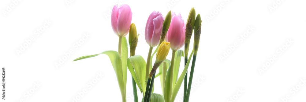 Tulpe und Osterglocken isoliert Tulpe und Osterglocken isoliert