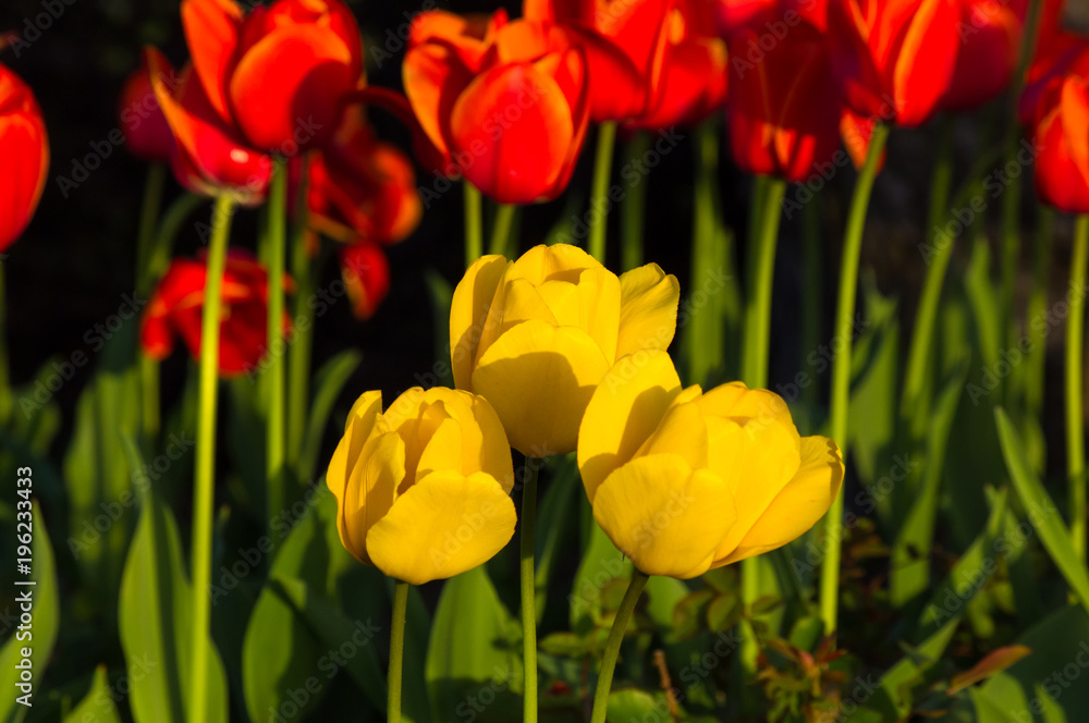 colorful tulips in early spring in the garden colorful tulips in early spring in the garden
