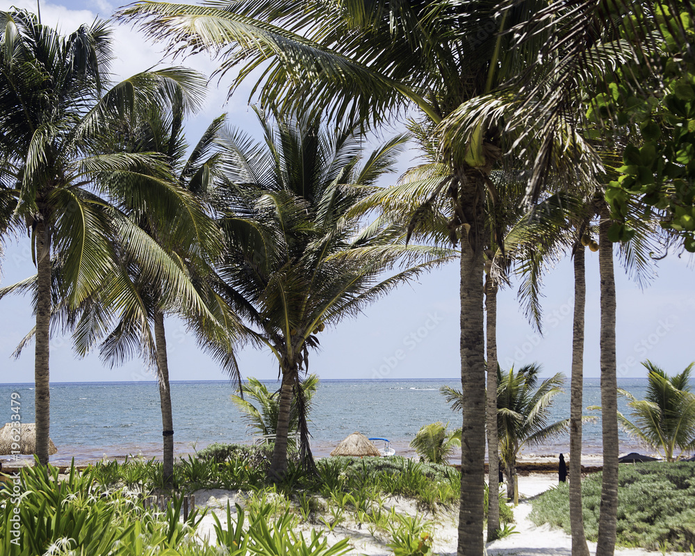 ocean view through palm trees