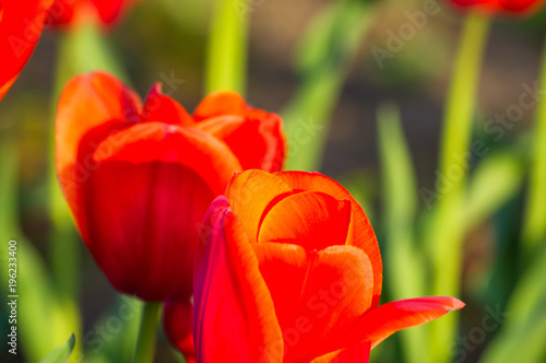 colorful tulips in early spring in the garden