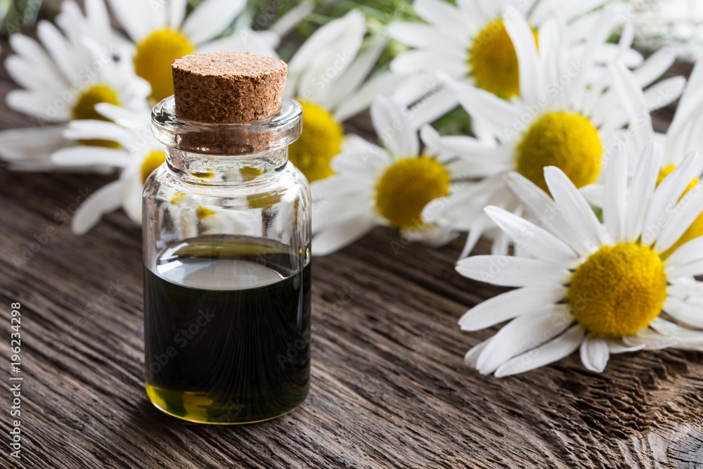 A bottle of chamomile essential oil with fresh chamomile A bottle of chamomile essential oil with fresh chamomile