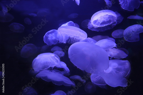 Jelly Fish, Qualle 