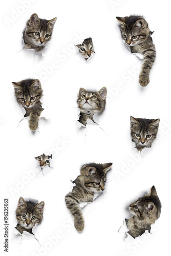 Fototapeta Naklejka Na Ścianę i Meble -  Kittens in holes of paper, little grey tabby cats peeking out of torn white background, ten funny playing pets 