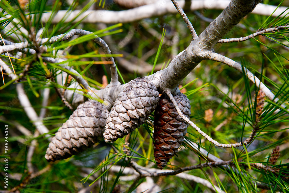 detail of pine cones in pine forest near barbate, andalusia, spain detail of pine cones in pine forest near barbate, andalusia, spain