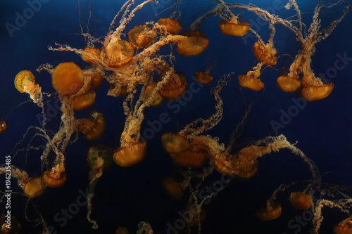 Jelly Fish gelb