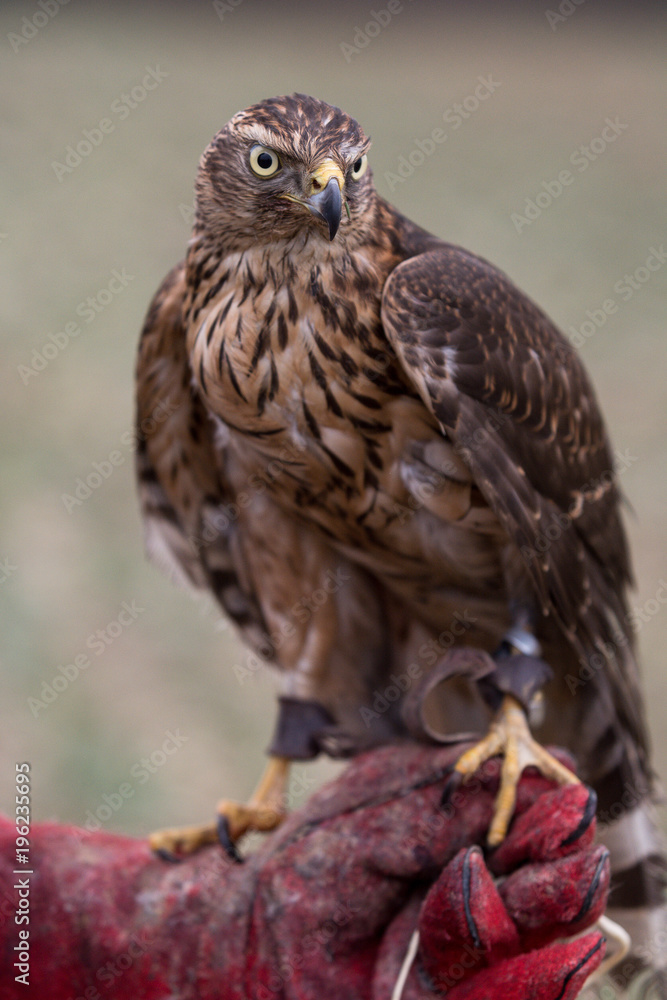 Jastrząb gołębiarz (Accipiter gentilis)