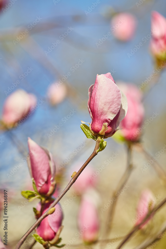 Close-up view of purple blooming magnolia. Close-up view of purple blooming magnolia.