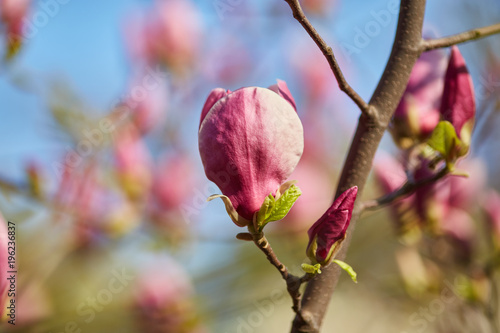 Flower Magnolia flowering against a background of flowers. photo