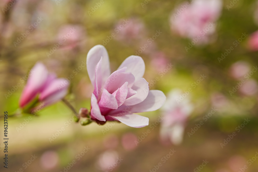 Fototapeta premium Macro of purple magnolia