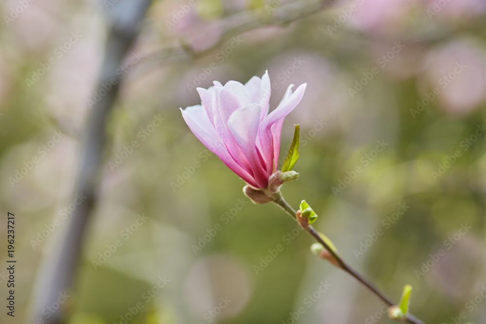 Fototapeta premium decoration of few magnolia flowers. pink magnolia flower. Magnolia.