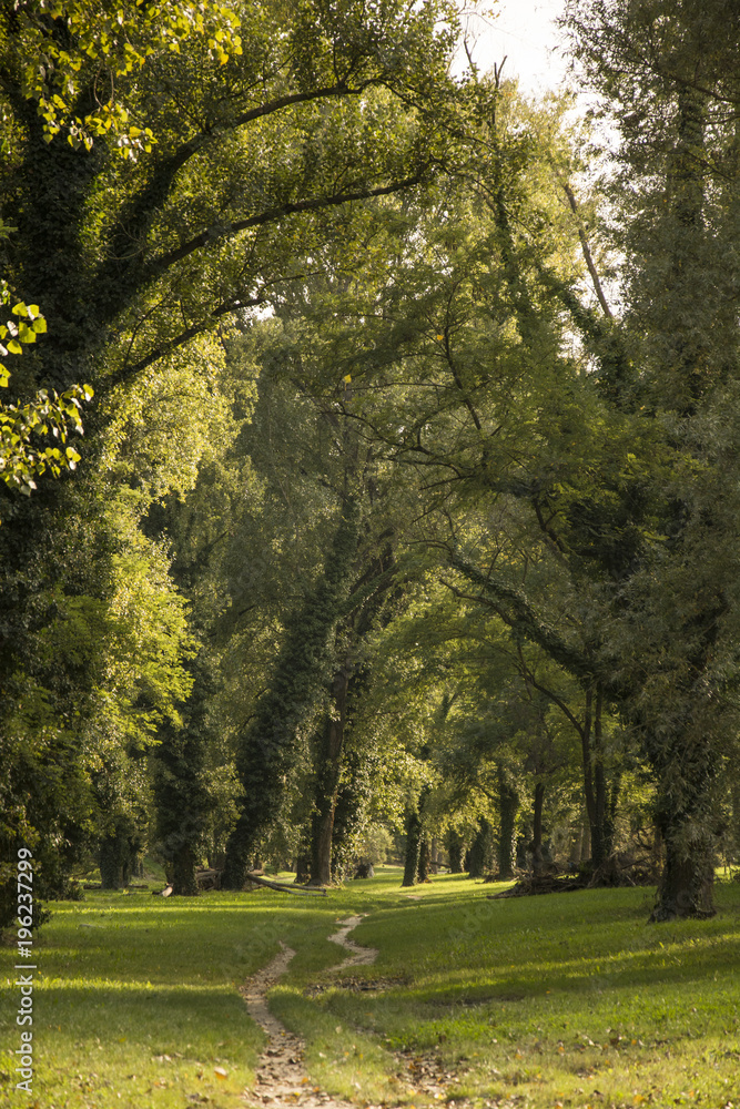 Fototapeta premium parco