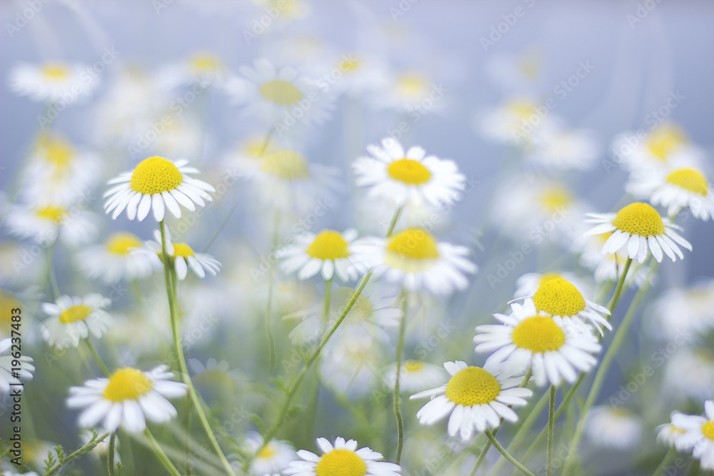 chamomile field close up, camomile macro photo, daisy flower meadow