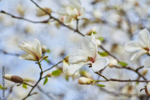 White magnolia flowering background. Botanical background.