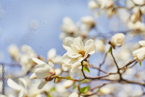 White magnolia flowering background. Botanical background.
