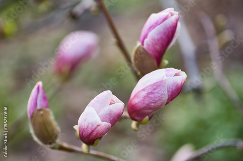 Macro of purple magnolia