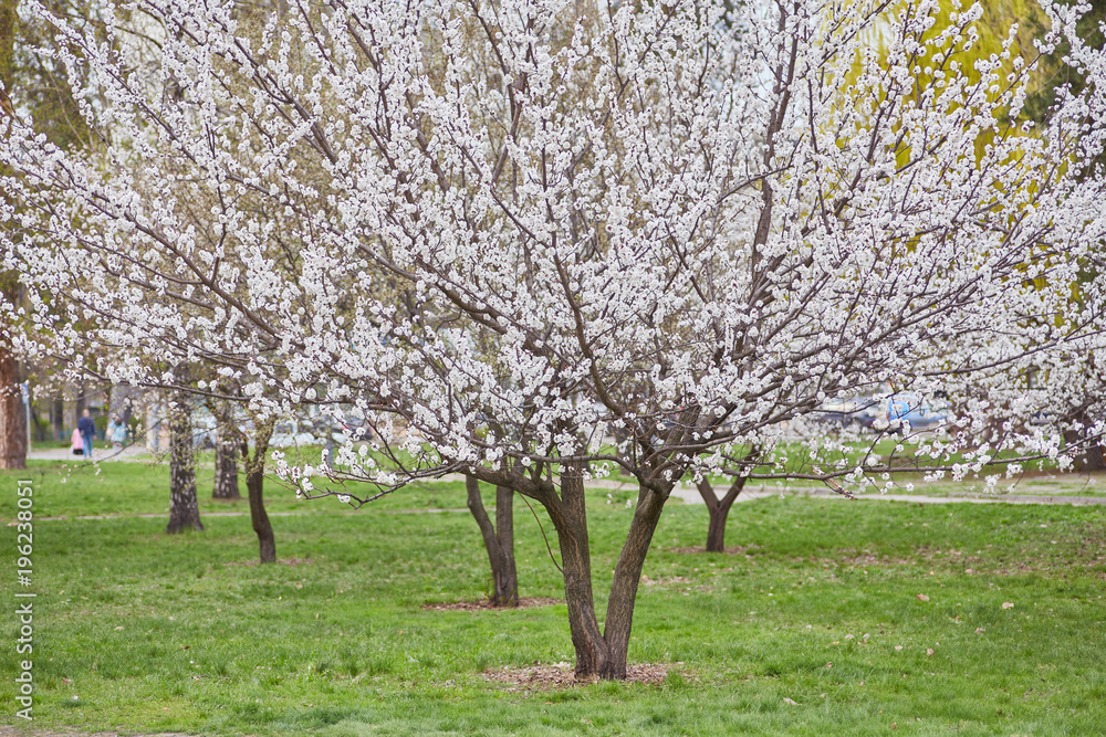 beautiful blooming apple garden