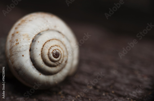 The Snail