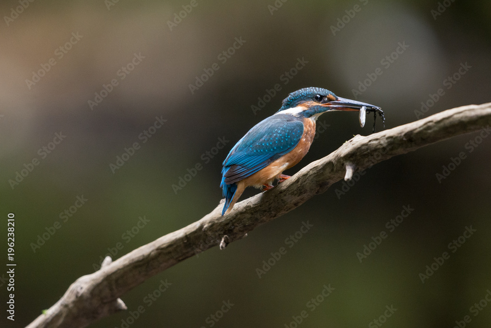 Eisvogel Eisvogel