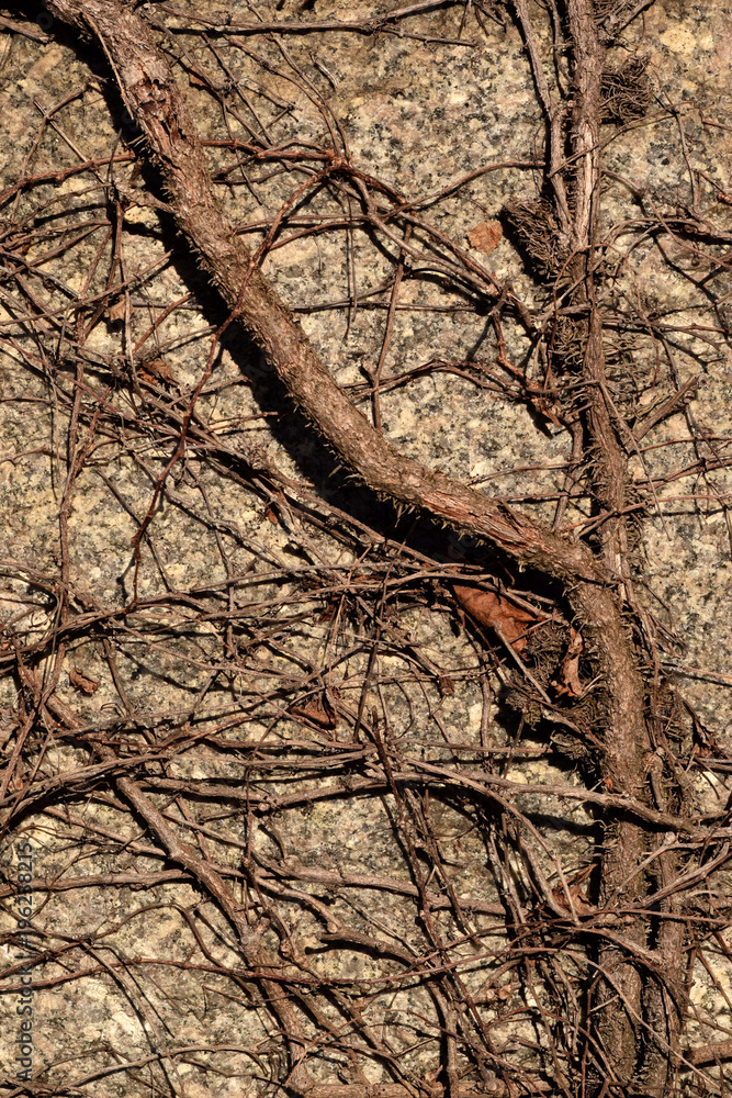 Creepy brown dead vine closeup texture with cemetery background Creepy brown dead vine closeup texture with cemetery background