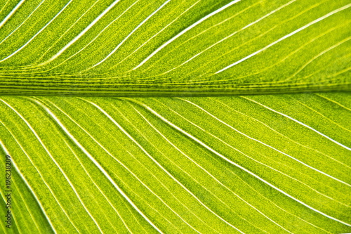 A leaf of a tropical indoor flower close-up
