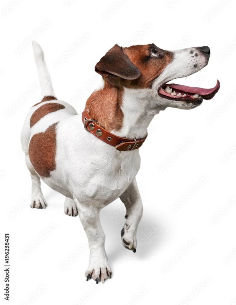 Jack Russell Terrier Isolated Jack Russell Terrier Isolated