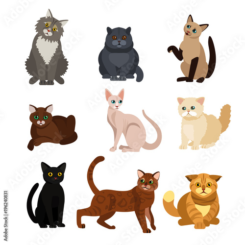 Vector illustrations of cat different breeds set, cute pet animals, lovely kitten on white background in flat style design. photo