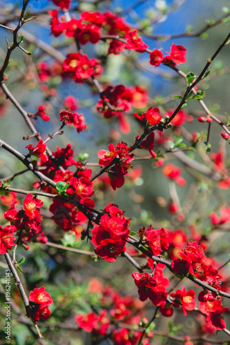 Spring blossom. Red flowers of chaenomeles bush. Japonica quince blooming.