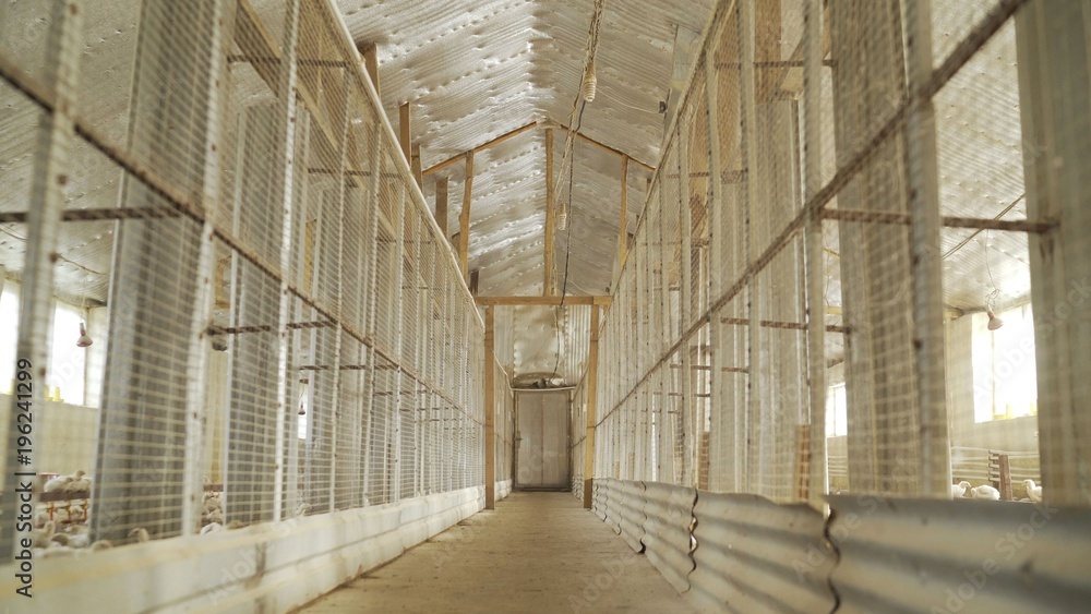 Large cells in the poultry farm. Cages with poultry. Chicken farm Large cells in the poultry farm. Cages with poultry. Chicken farm