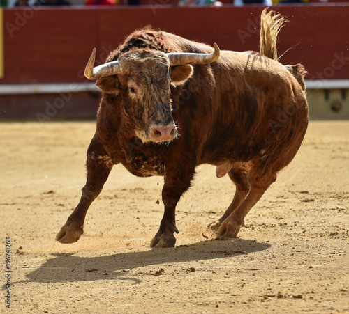 corrida de toros