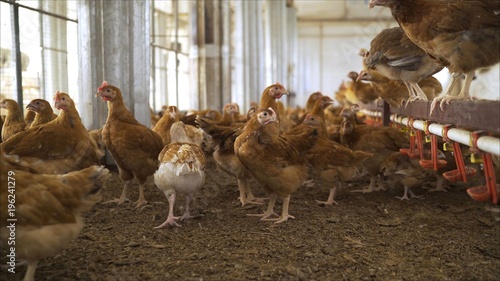  The chicken on the farm. Chicken in the hen house. Poultry farm with chicken. laying hen on poultry farm photo