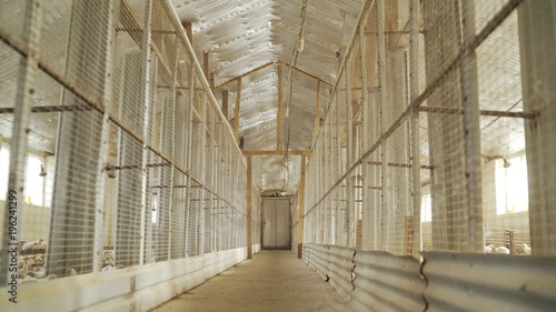  Large cells in the poultry farm. Cages with poultry. Chicken farm